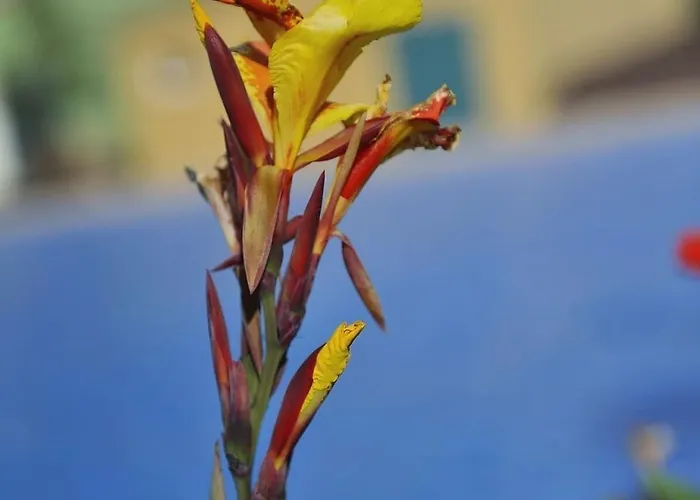 Casa de Férias Adosado La Tabaiba