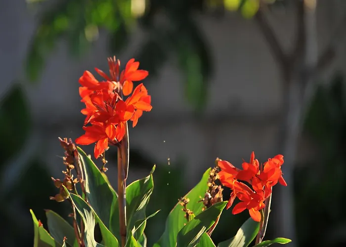 Adosado La Tabaiba San Miguel de Abona