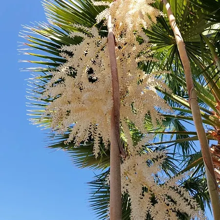 別荘 Adosado La Tabaiba