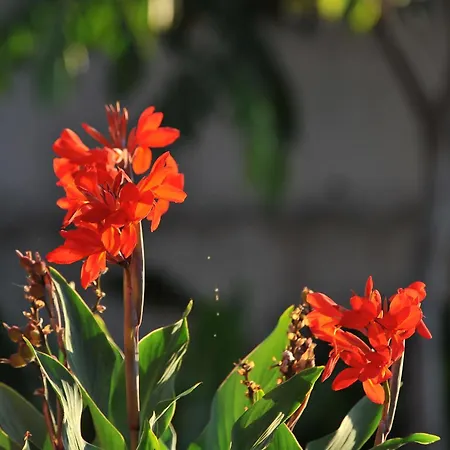 Adosado La Tabaiba サンミゲル・デ・アボナ