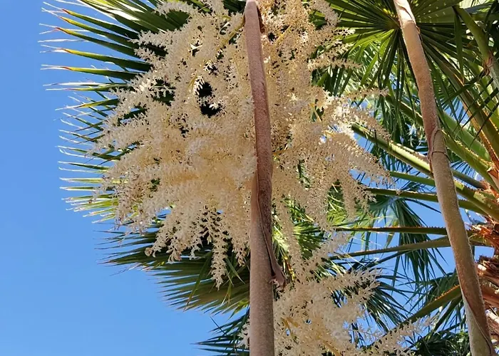 Semesterbostad Adosado La Tabaiba